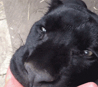 ��ֻ���è�ر�ϲ���������˵���ָ���⻭�����˿�����...