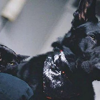 ��������ֻ��è����һ���ڹ���ÿ��Ļ��涼����ô˧��������..