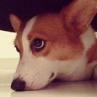 ˣЩĲԣ