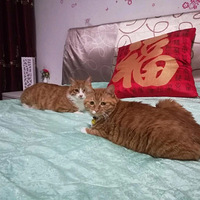 ����ǰ��������ҽԺ���������޷�վ�����鰲�ֵ�����è�����ȴ��