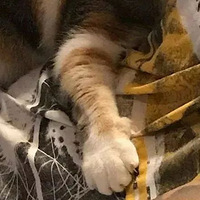 Ȱ�����������ѵ���ò�Ҫ��è����Ϊ��