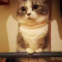 ���̵͵ĳ����ǳ������������̵͵�è���ǳ�����������