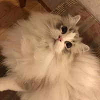 è������ʱ����Ϊë̫ϡ�����������ǵ��ģ����ϼ����º�