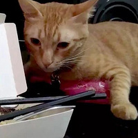 �������˳Է�����è����ԥ��������������֮צ�����ȴ��