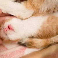 ��è���ֶ��ﲻͨ���ԣ���Ϊʲô��Ҫ������