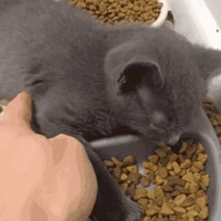 ��˵С��è�����˯����İɣ������˯��ģ������һ���ڻ���