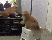 �е������������ǰϷ�ൽ��Ҫ��Ҫ�ġ�