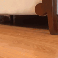 ��è�������һ����è��������è