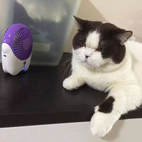 ���쵽�ˣ���ʺ�ٸ�è�����˸�����...