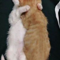 ��ʺ�ٵ�˫�Ⱦ�����������õĴ���