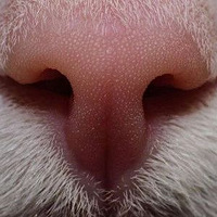 ���ڵ���Ӱʦ����è���Ӷ����Ź�����