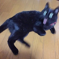 ����������Ӱ������ñ���è���֣���Ȼ...