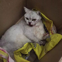 è׹¥���˵ĲҾ�������ǣ�è���û�о�������