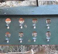 �����˽��Լ��Ҹ��������è�ıܷ�ۣ�ÿ�쿪��ʱ�����������