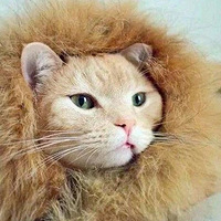 �����Ĳ���һֻè������ʮ��λ����