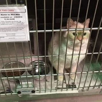 ��è��Ϊ̫�׶�һֱû�����������ܱ���������ֱ��������...