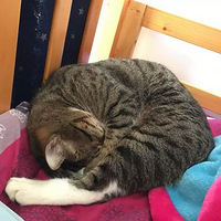 ����̫����壬˯��ҲԽ��Խ�÷š���ʺ���������¼��ȫ����..