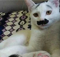 ��è��С�ͳ��ſɰ�С���ӣ����а���ü����һ�ۿ��ͱ�������..