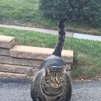 ��������Ҽ�����������è....