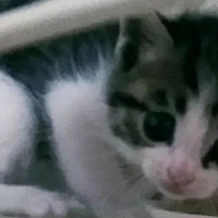 �ϵ��ڹ����ҵ��ź����ҵĴ��󣬻�����ͷ�Ͽ���Ͱèʺ������