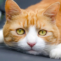 ԭ���л���԰è�Ļ�����ô����������������������ڹŴ���ɶ��