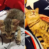 ���������ǻῴ���ܶ�����è�Ĺ��£���ô��ʵ�ǣ�