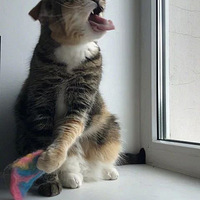 ���������ĵ��Լ�èһ���ɳ���ͼƬ������һ�ž�Цʺ��...