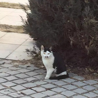 ���꿴С�����꿴�ϣ���Сè������һ���Ǹ��Ի���