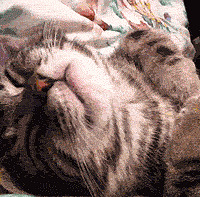 ��������ج�ε����ӣ���������~