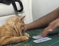 ���˸���è����ƣ��������ܲµ�÷��A�������̱��Ҷ��߹���..