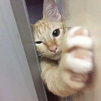 ��������ʺ����ֻè��Ҫ������������������ģ����Цʺ����...