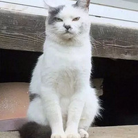 Ҫ��֪���㳤����������ӣ����ǲ�����è��...