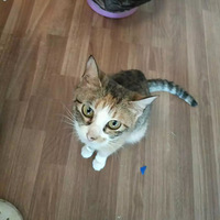 ����è��11¥���ޣ�ֻΪ�������Ҹ����˼ҡ�