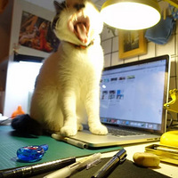 ���������ѧ����Ϊ��ֻè���û��ҵ...