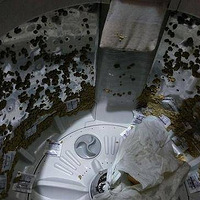 �������磬һ�껨è��͵��ը�����ﱻ������