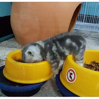 ��˵��������èͼ���ˣ���˯����...