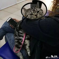 ��ֻèƽʱ�Ǽ���һ�ԣ����������ģ�һ��ҽԺ��...