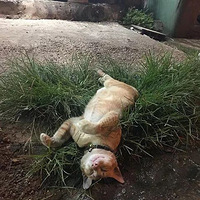 С̯�ϰ�������ֻ��è�����˿��ʵ����ľ��ǣ��������𣿽��~