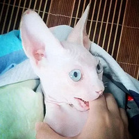 ����һ��èɰ��Ȼ�о���̫�ԣ���ֻè��������Ҳ��û˭��...