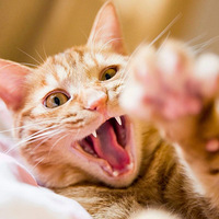 �ͱ��˺�����ˣ����ʸ���è��