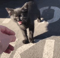 С������޸��䣬û�뵽��һֻ��è���ɣ���ô�죿������ô�죿��