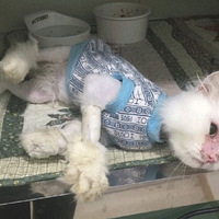 �����˵�����ܿ�����ֻè����������