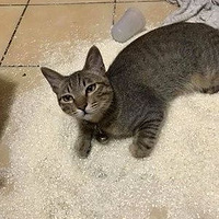 �����ô��׺�èɰ������?����è��ô����