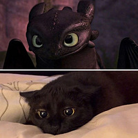 ��Сè��һ���۵�ʱ��϶������ˡ�ѱ�����֡�����Ȼ��������ô��