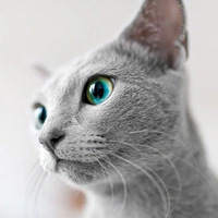 ��ֻè���۾���ʯһ�����Դ������Ȧ�����ľ��Ķ��ǣ�