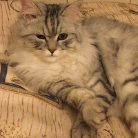 ��˵��èգ�۱�ʾ�Ұ��㣬�Ҹո��Թ��󱻴���...