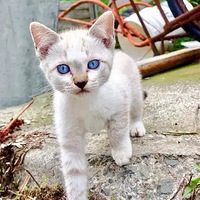 ��Щ��һֱ��Ϊ����è��ֵ���ܵͣ�û�뵽����ֻ����è�����ˣ�