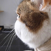 ����ϲ���������è��