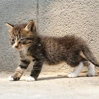 �Ұֲ�ͬ������è���������ҵ����èˤ����...