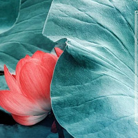 ӳ | һϮżǣӳʱ֮ ѱƿ